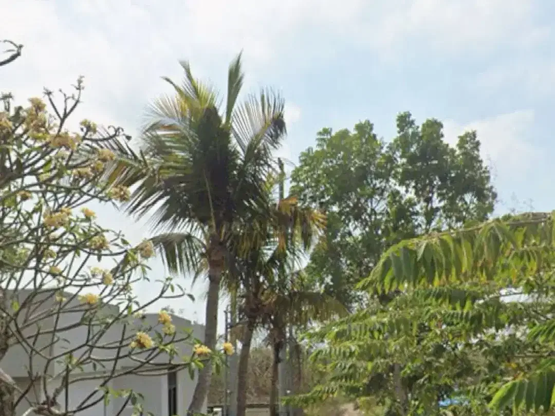 Dijual lahan murah lokasi villa. Posisi lahan hook bagus untuk dibuat menjadi beberapa villa Gunung payung - Nusa Dua - Image 5 of 5