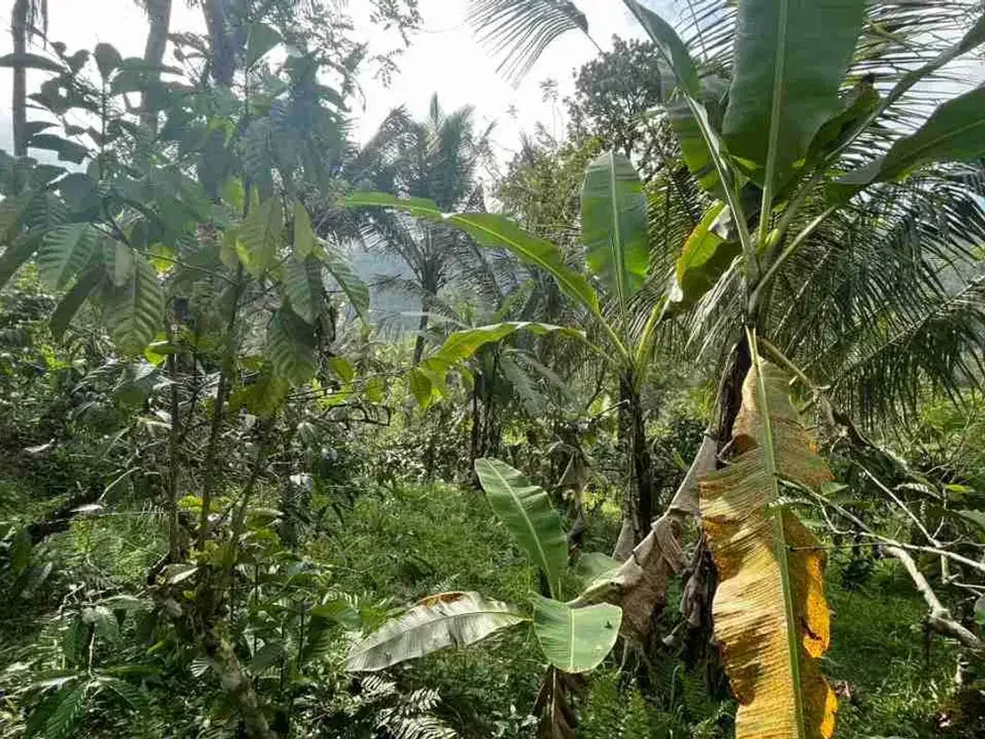 jual tanah kebun kopi Los sungai view sawah di pupuan tabanan bali. - Image 9 of 10