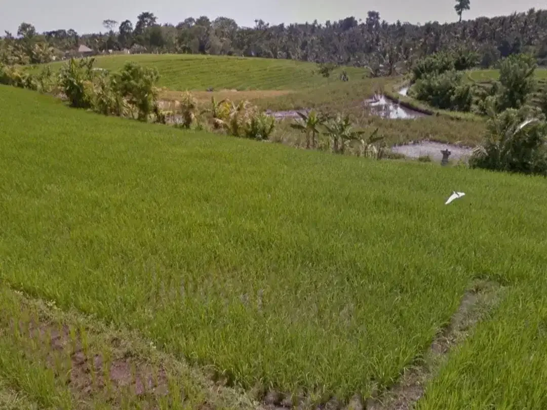 Tanah sawah di Mambang Selemadeg Tabanan Bali - Image 2 of 4
