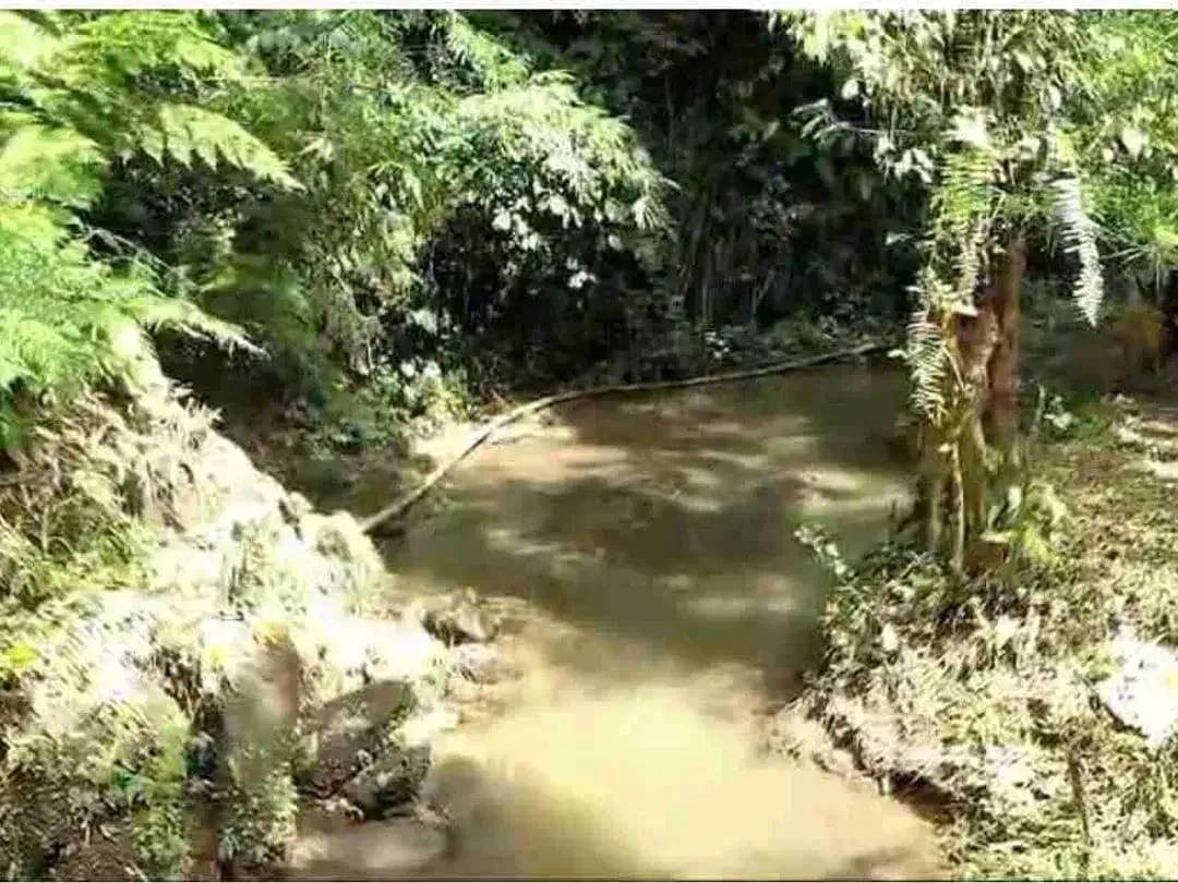 Tanah Murah Los Sungai Zona Kenderan Tegalalang Ubud Bali - Image 10 of 10