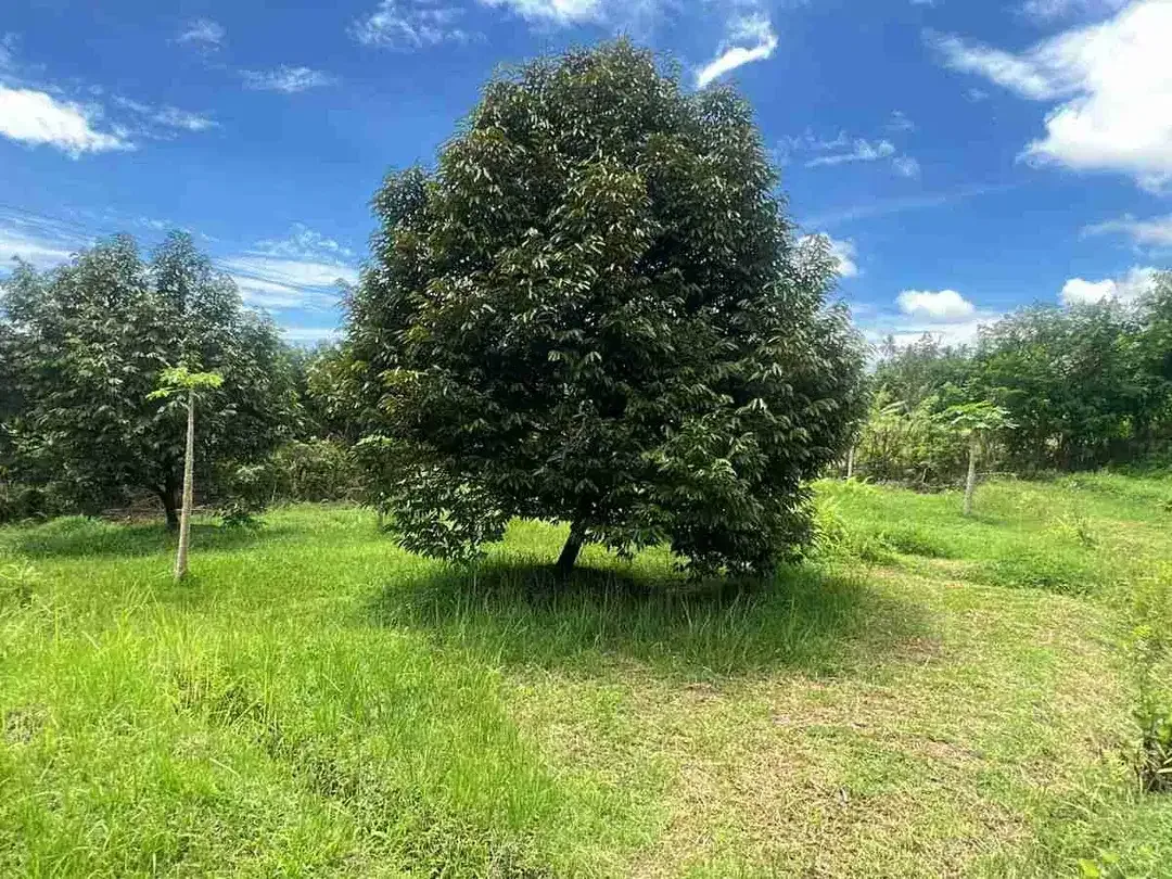 Jual kebun durian premium harga murah view bagus di tabanan bali. - Image 4 of 10