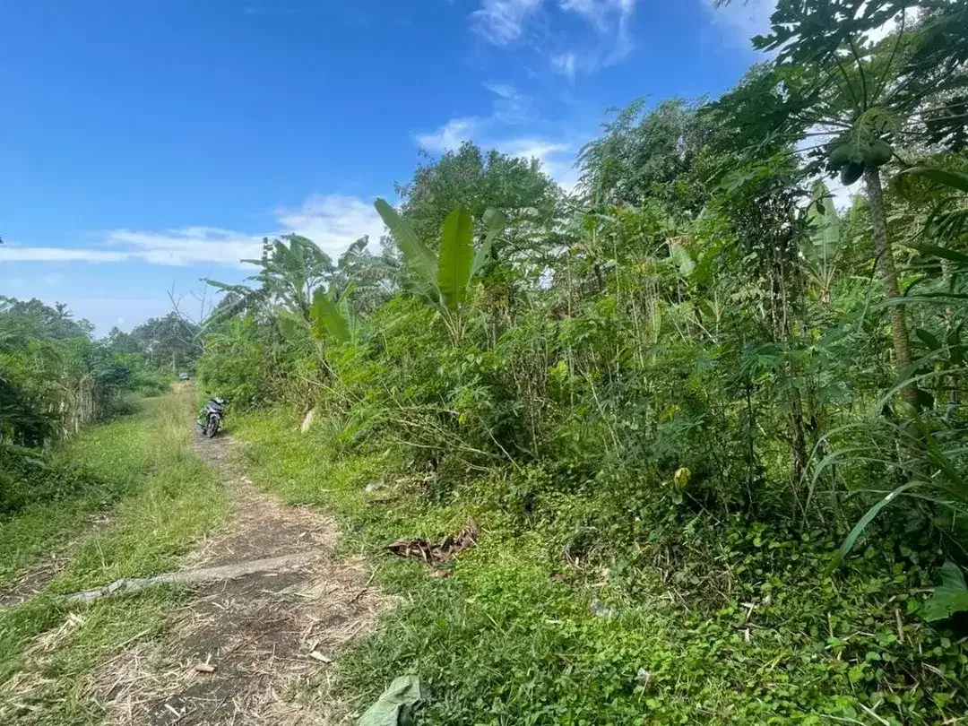 Murah! Tanah Kavling Luas 5,33 Are Dekat Wisata Jatiluwih, Tabanan - Image 8 of 10