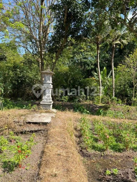 Jual Tanah 5 Menit Dari Bali Glamping Beach - Image 4 of 4