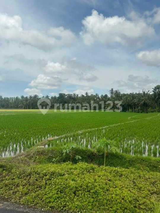 Tanah Dua Sekaligus Lokasi Strategis di Wanasari, Tabanan - Image 4 of 4