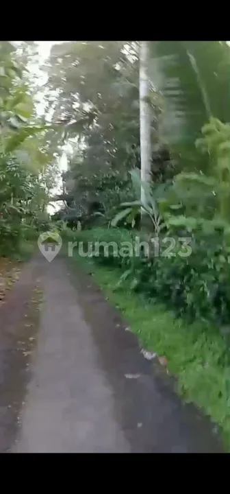 Kebun Produktif 54 Are Mundeh Tabanan Jalan 6 Meter Los Sungai - Image 1 of 4