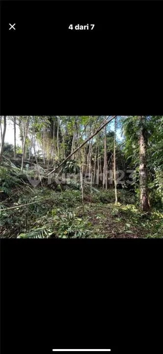 Tanah View Sungai Hutan Sawah Pejeng Harga Murah - Image 2 of 4