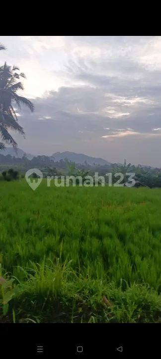 Tanah Sawah Pribadi Subur View Bagus Jl Motor Di Klungkung Bali - Image 4 of 4