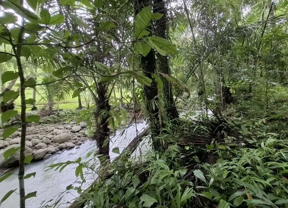 Dijual tanah kebun los sungai dengan view sawah terasering - Image 3 of 8