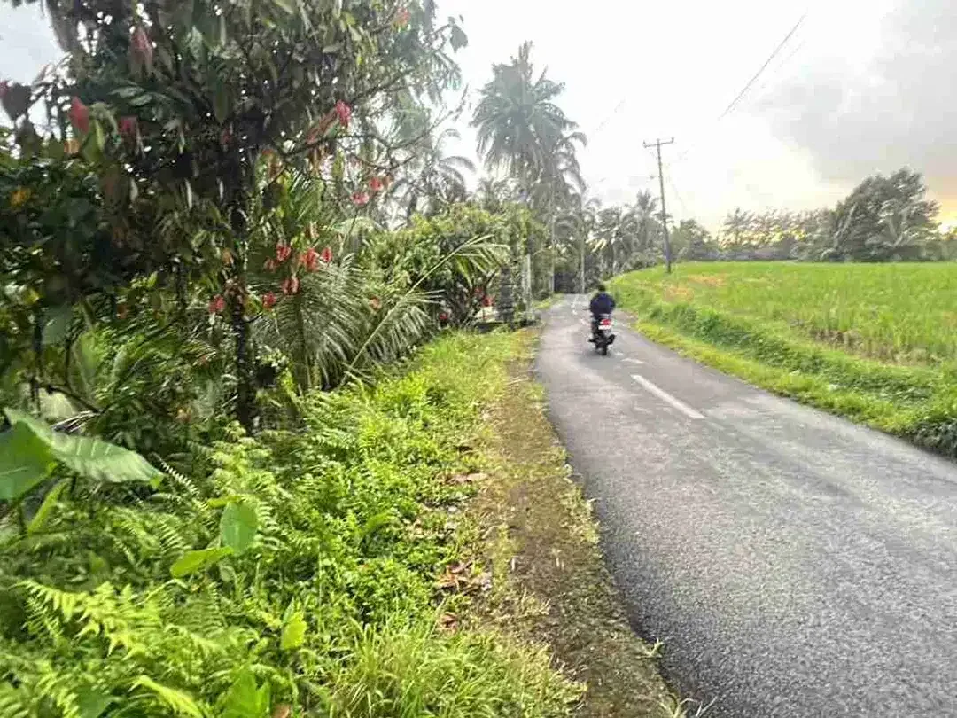 jual tanah luasan kecil view sawah area pemukiman di wanagiri selemadeg tabanan bali. - Image 2 of 10