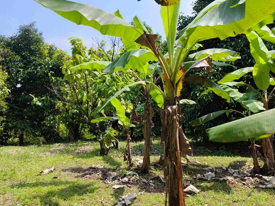 jual kebun manggis luas kecil, 100 meter dari jalan utama antar propinsi denpasar gilimanuk. - Image 10 of 10