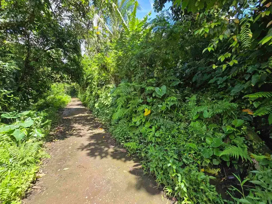 Dijual tanah view sawah dan gunung laut di bali - Image 10 of 10