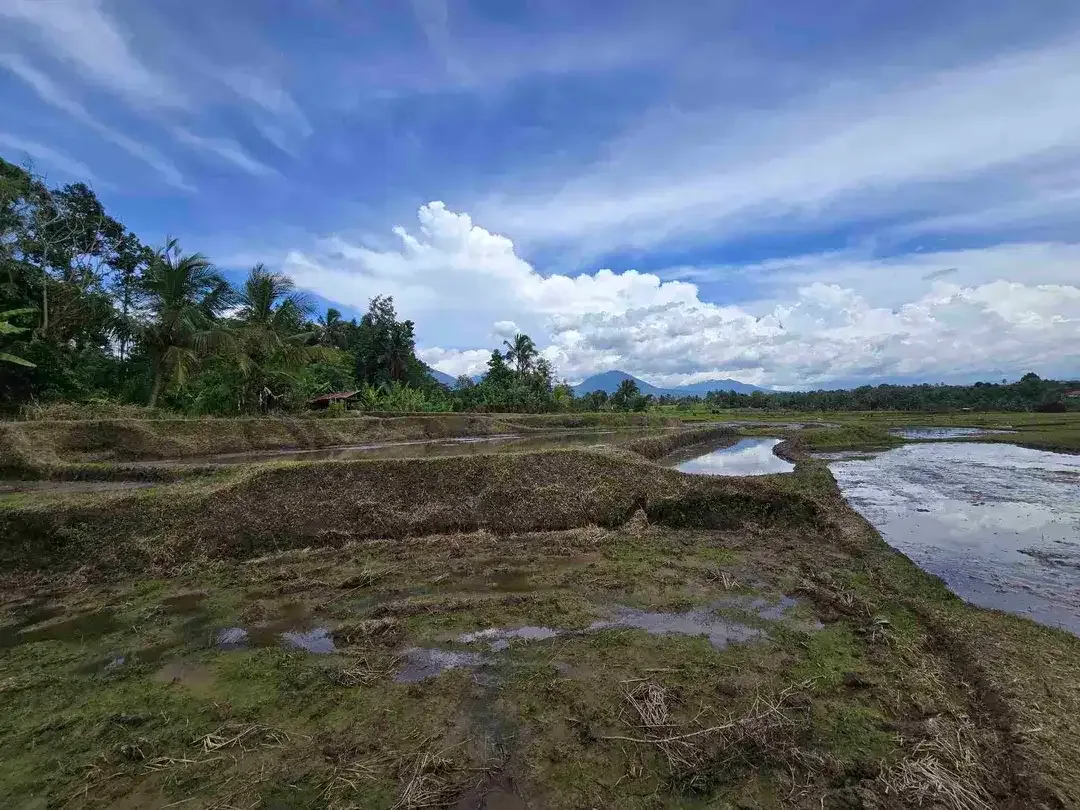 Dijual tanah murah view gunung sawah dan laut di tabanan bali - Image 8 of 9