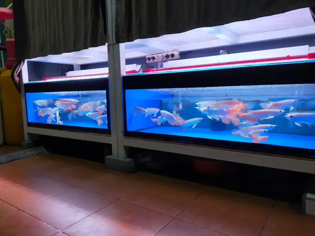 Arwana / Arowana Golden Red Riau 18-20CM - Image 3 of 8