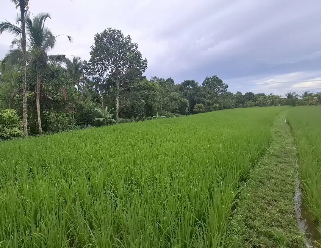 Dijual tanah sawah murah di selemadeg tabanan - Image 1 of 9