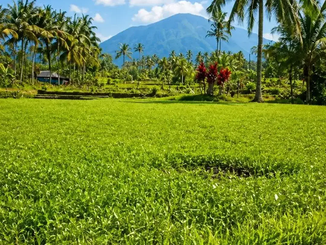 Tanah Kebun Luas 33Are View Gunung Batukaru - Image 1 of 6