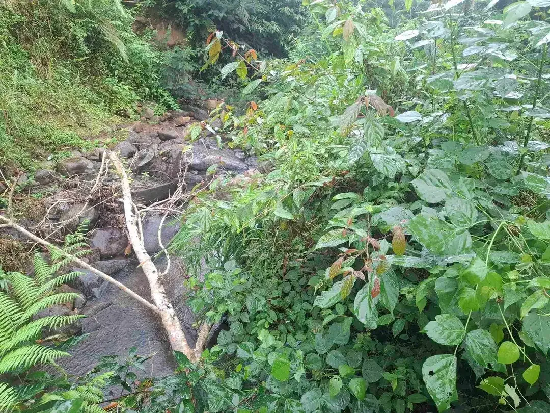 dijual tanah kebun dengan view sawah dan los sungai kecil yang sangat indah dan strategis di ketinggian 600mdpl - Image 3 of 10