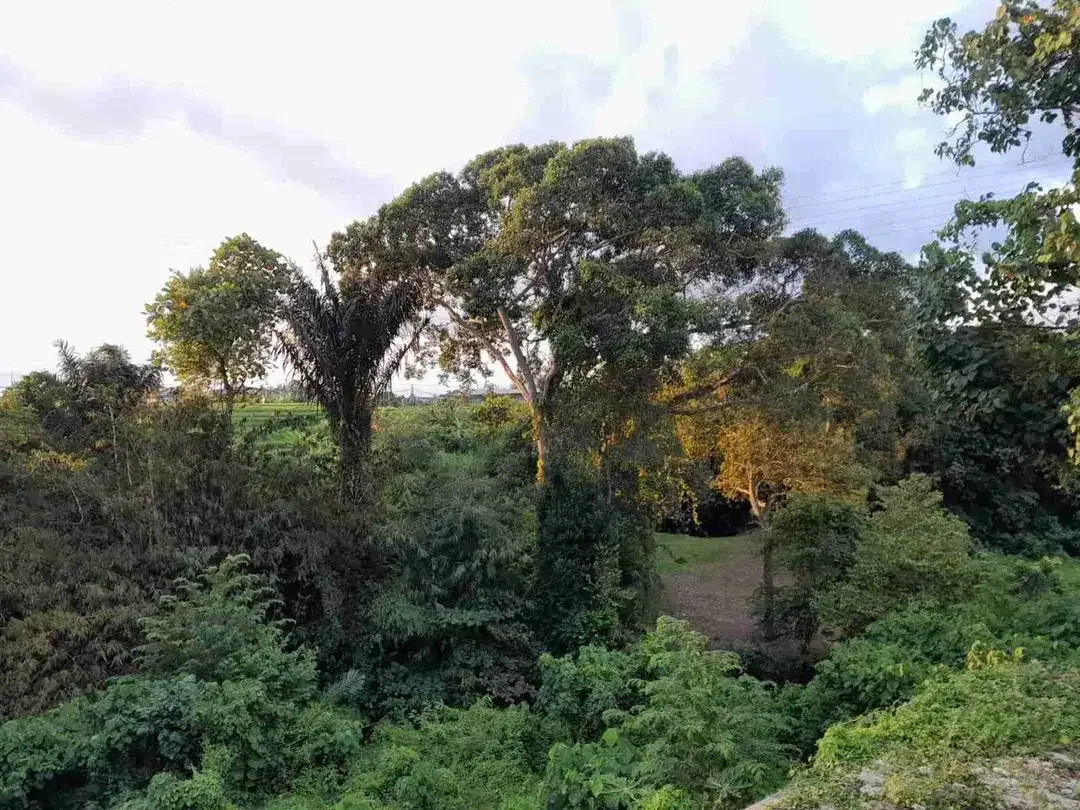 Dijual Tanah full view sawah super langka siap Bangun Buduk - Tumbak Bayuh Badung Bali - Image 2 of 5
