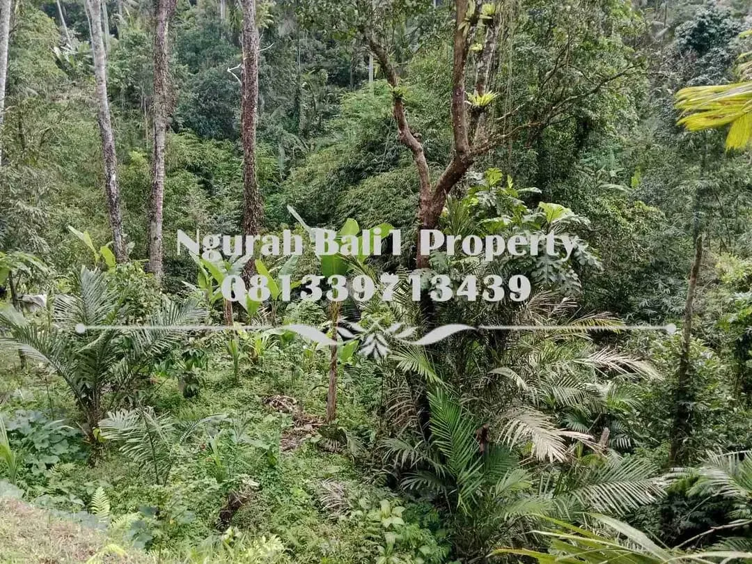 Disewakanl Tanah Murah Luas 55  Are Pemandangan Hutan di Ubud Pejeng - Image 4 of 7