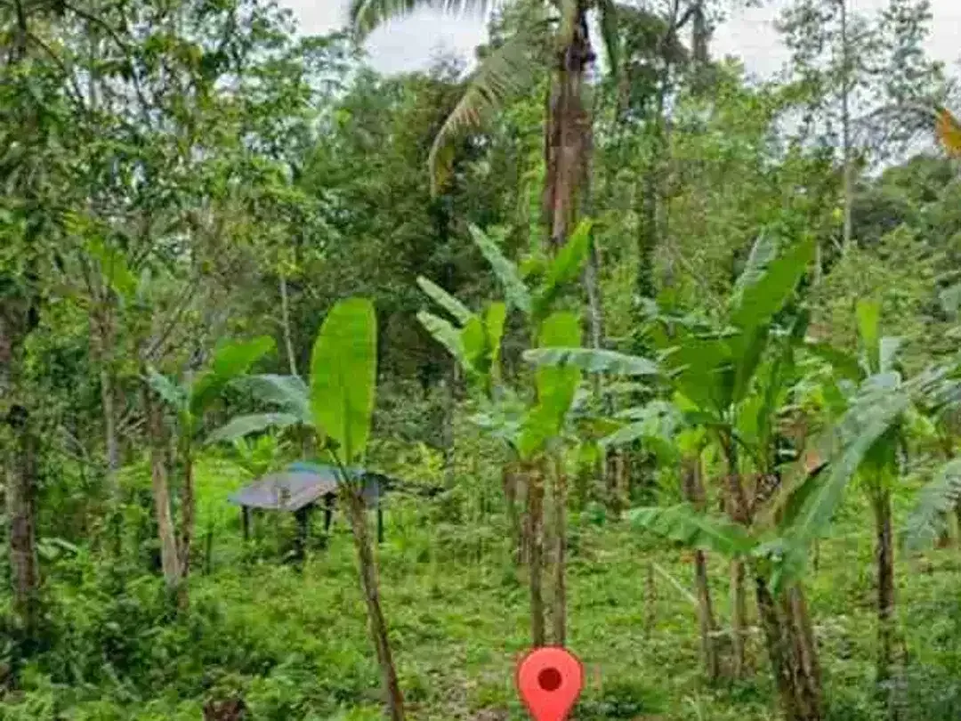Tanah View Tebing Jungle di Tukad Penet Petang Badung - Image 1 of 8