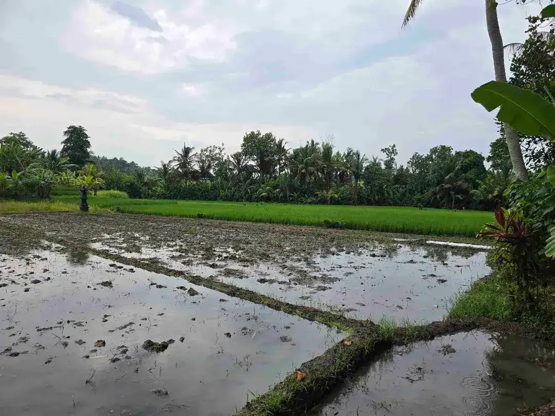 Dijual tanah murah view sawah dekat kota di tabanan bali - Image 9 of 10