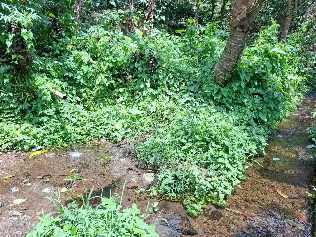 Dijual tanah kebun kopi berisi sumber mata air jernih atau artesis yang mengalir dengan view sawah dan los sungai kecil berbatu - Image 2 of 8