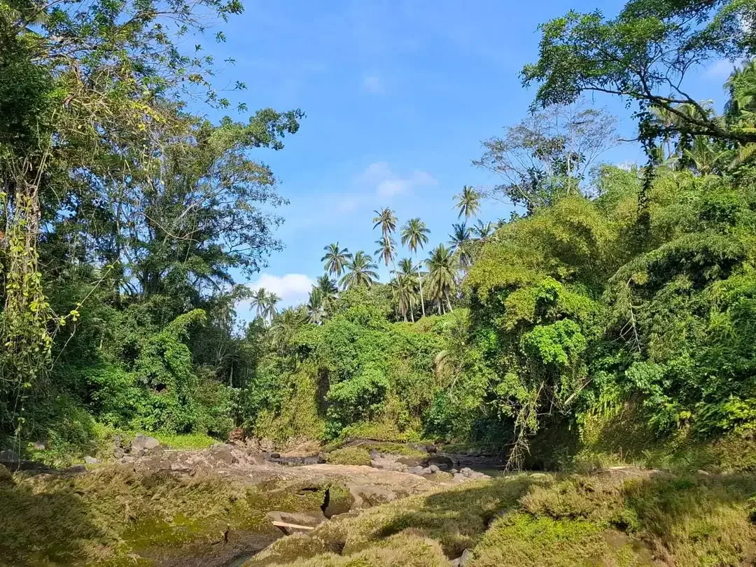 Dijual tanah los sungai dengan view sawah di tabanan bali - Image 6 of 10