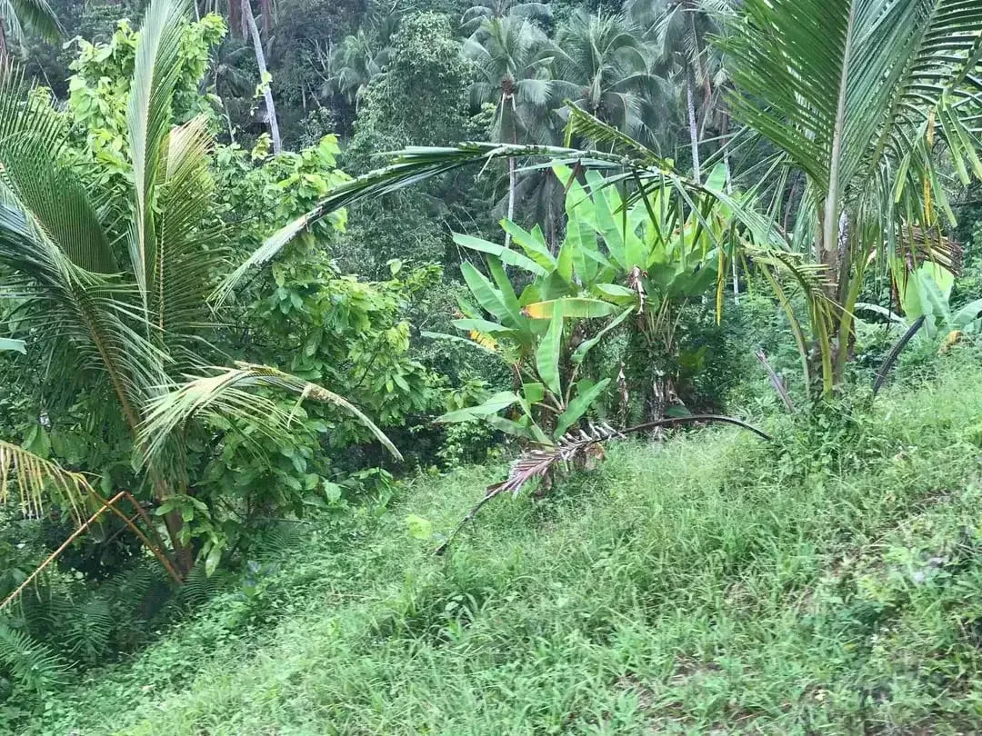 jual tanah kebun murah harga 100 ribu / meter di selemadeg tabanan bali. - Image 5 of 10