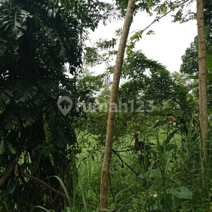 Dijual Tanah Kebun Luas Los Sungai di Area@Ubud Utara - Image 3 of 4