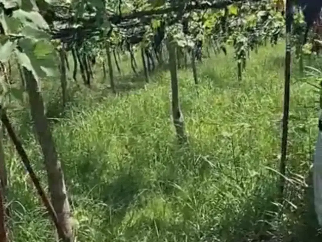 DIJUAL TANAH KEBUN ANGGUR – DENCARIK, SINGARAJA - Image 4 of 5