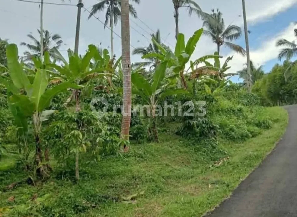 Buc!! Dijual Tanah Kebun Kopi Murah Dekat Objek Wisata Air Terjun 71,5 Are - Desa Angkah, Selemadeg Barat, Tabanan Bali - Image 2 of 4