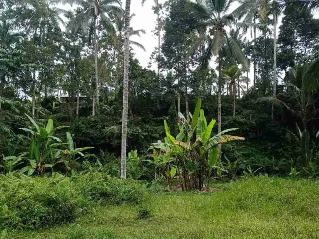 Tanah Los Sungai Full View Sawah Tegalalang Ubud Bali - Image 2 of 10
