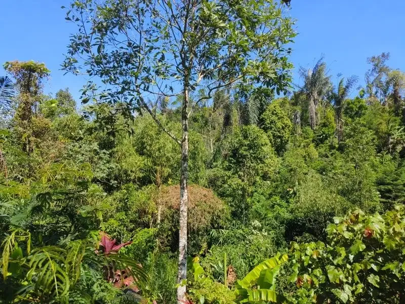 Dijual tanah murah dengan air terjun di bali - Image 4 of 10