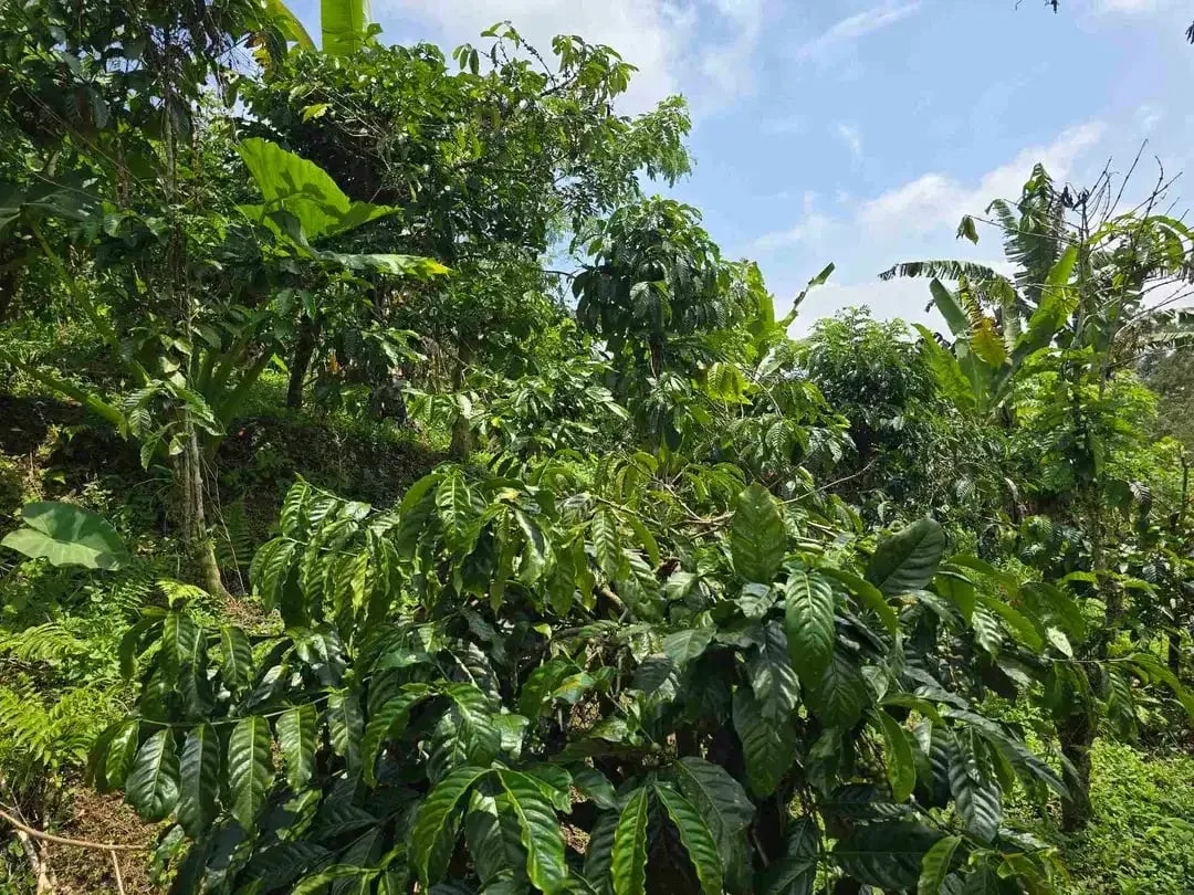 Dijual kebun kopi produktif trawat di tabanan bali - Image 3 of 10