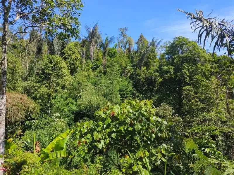 Dijual tanah murah dengan air terjun di bali - Image 3 of 10