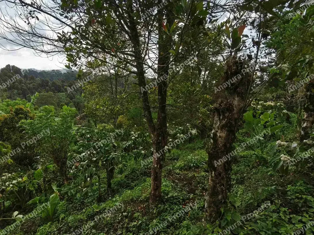 Tanah Wanagiri Bedugul, Dekat Munduk - Image 7 of 10