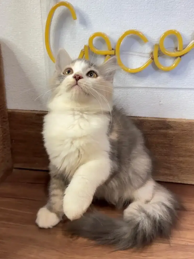 Kitten Kucing Persia - Image 2 of 4