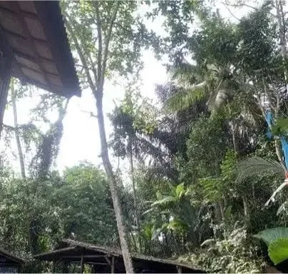 Discover Freehold Stunning Forest View Land In Keliki Village – Ubud - Image 4 of 8