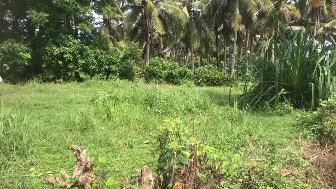 Dijual tanah murah dengan view sawah terasering di tabanan bali - Image 3 of 9
