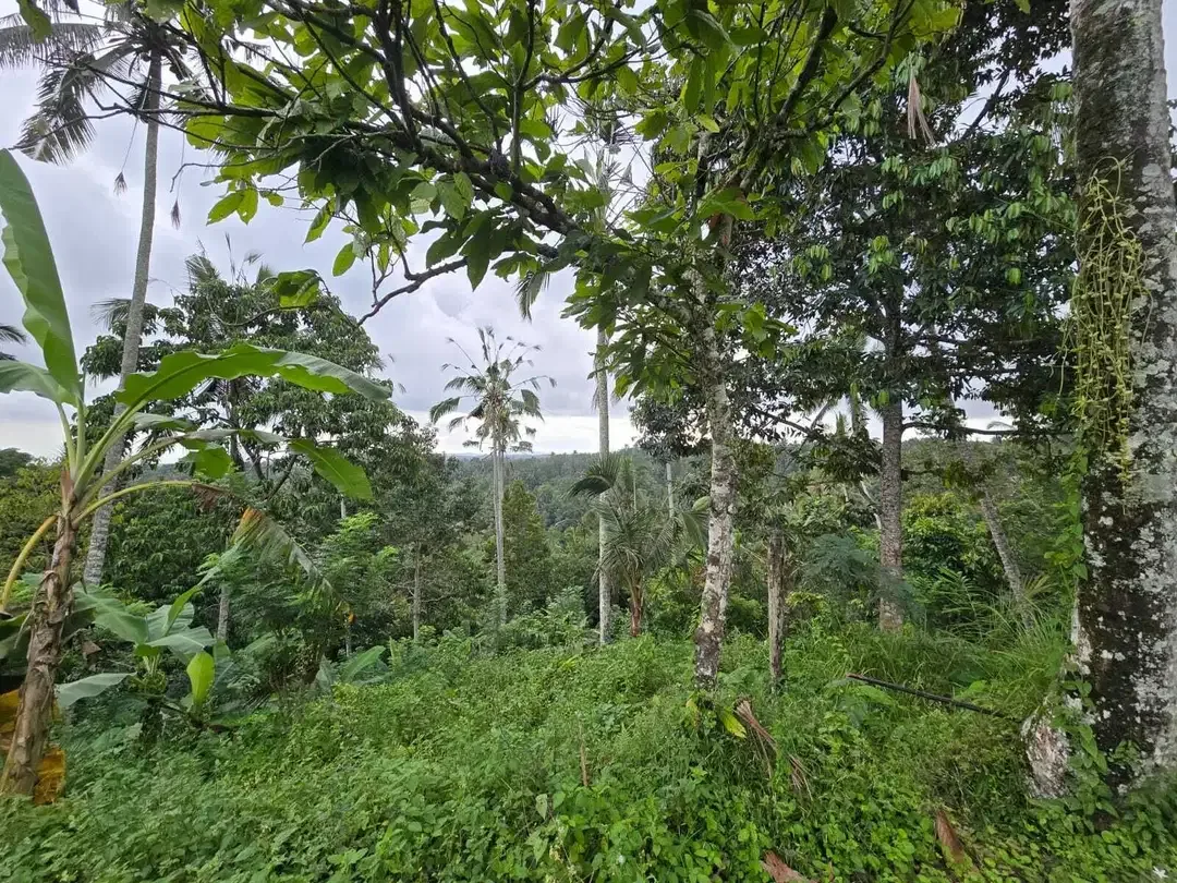 Dijual tanah di bali los sungai dengan view exotik jugle - Image 5 of 10