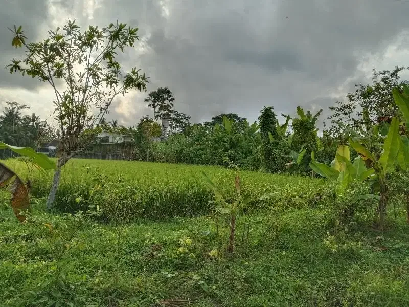 DISEWAKAN TANAH LOKASI UBUD LINGKUNGAN VILLA VIEW SAWAH - Image 5 of 7