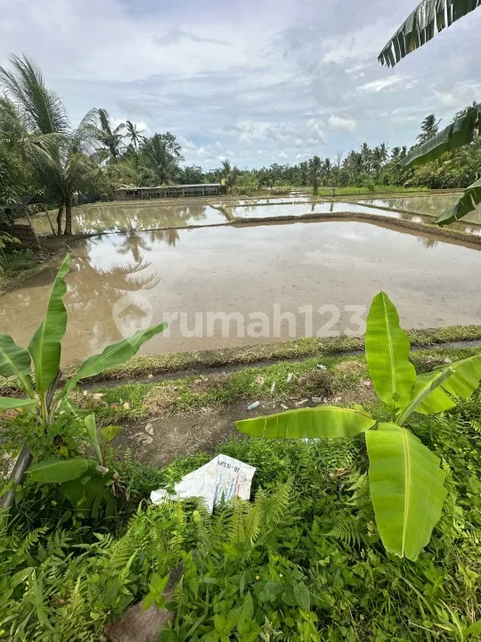 Tanah View Sawah Lingkungan Vila Zona Kuning - Image 1 of 4