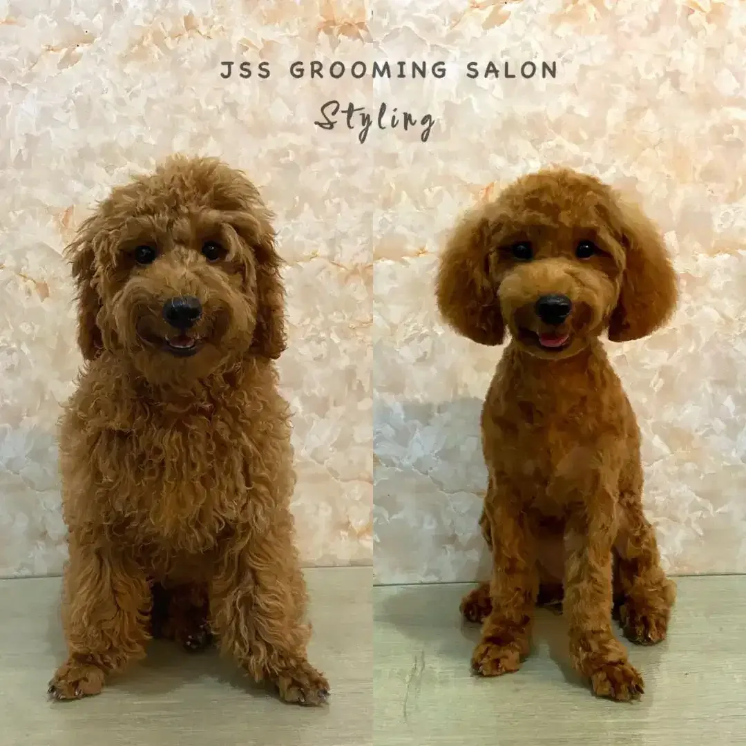 Grooming anjing denpasar selatan - Image 3 of 5