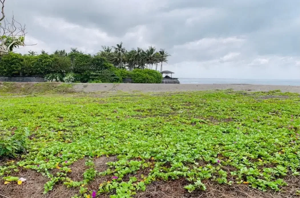 BEACHFRONT LAND WITH STRATEGIC LOCATION AT CANGGU CEMAGI - Image 9 of 9