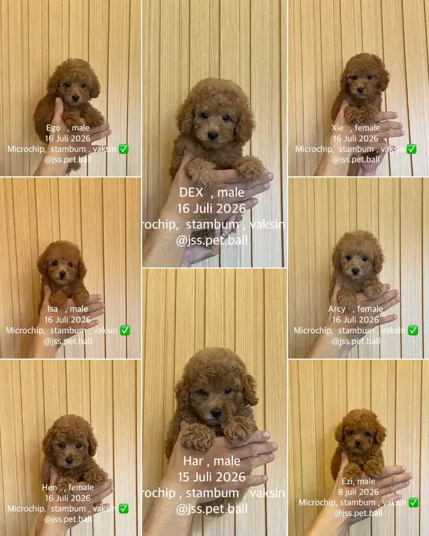 Toy poodle puppy stambum - Image 1 of 1