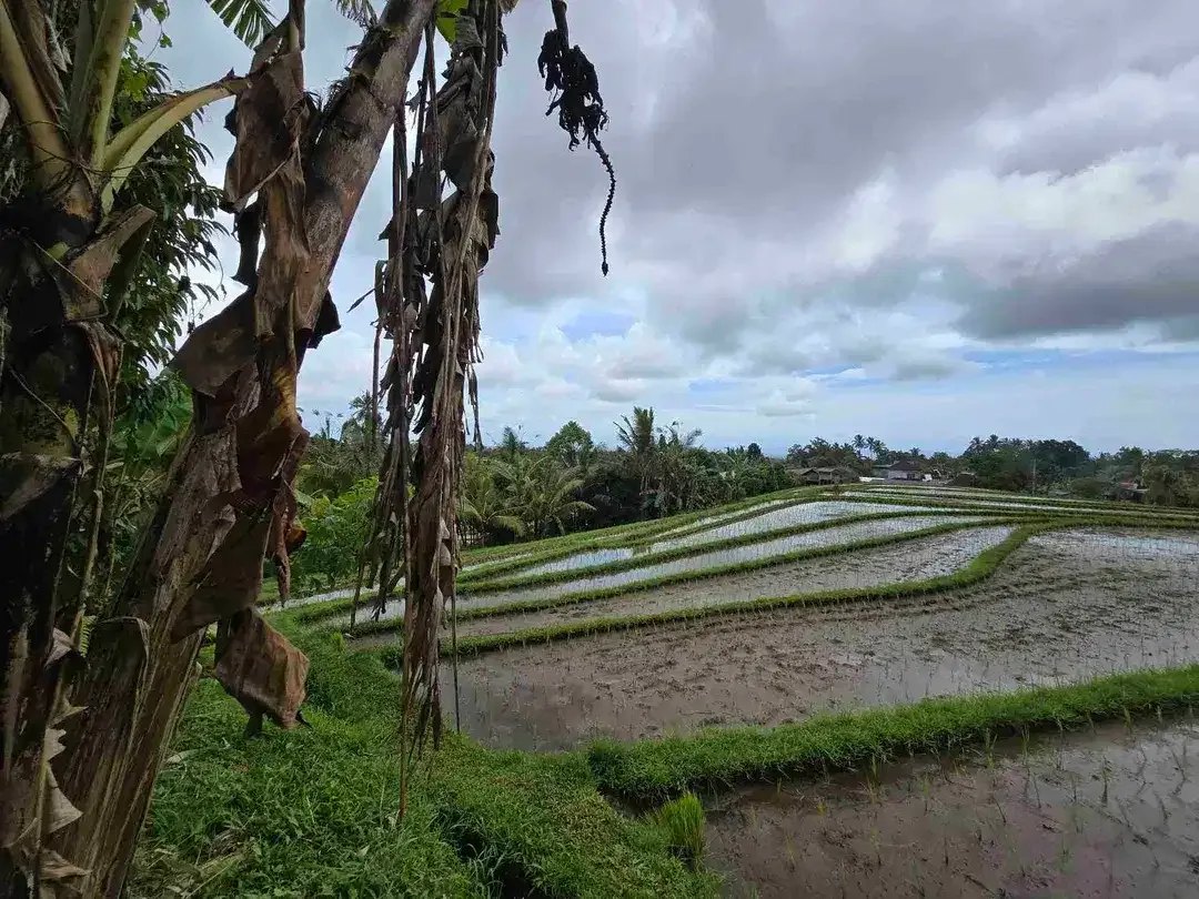 Dijual tanah kecil view sawah terasering di tabanan bali - Image 6 of 10