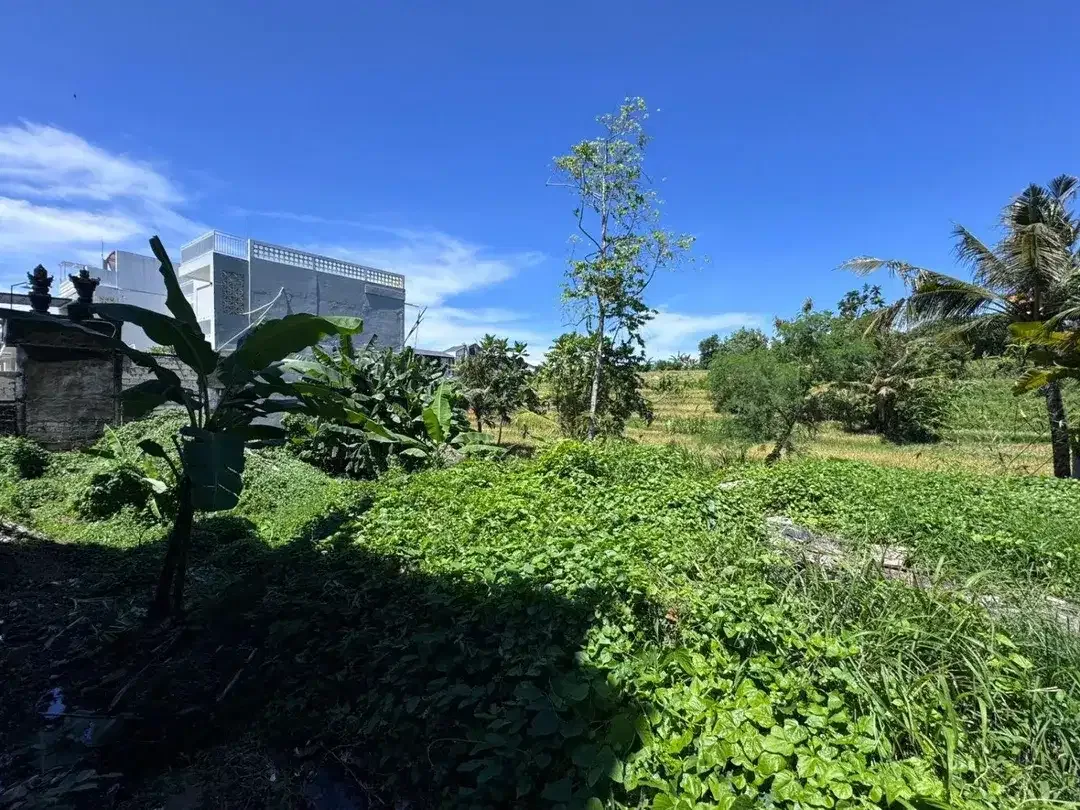 Tanah view sawah buduk mengwi - Image 6 of 8