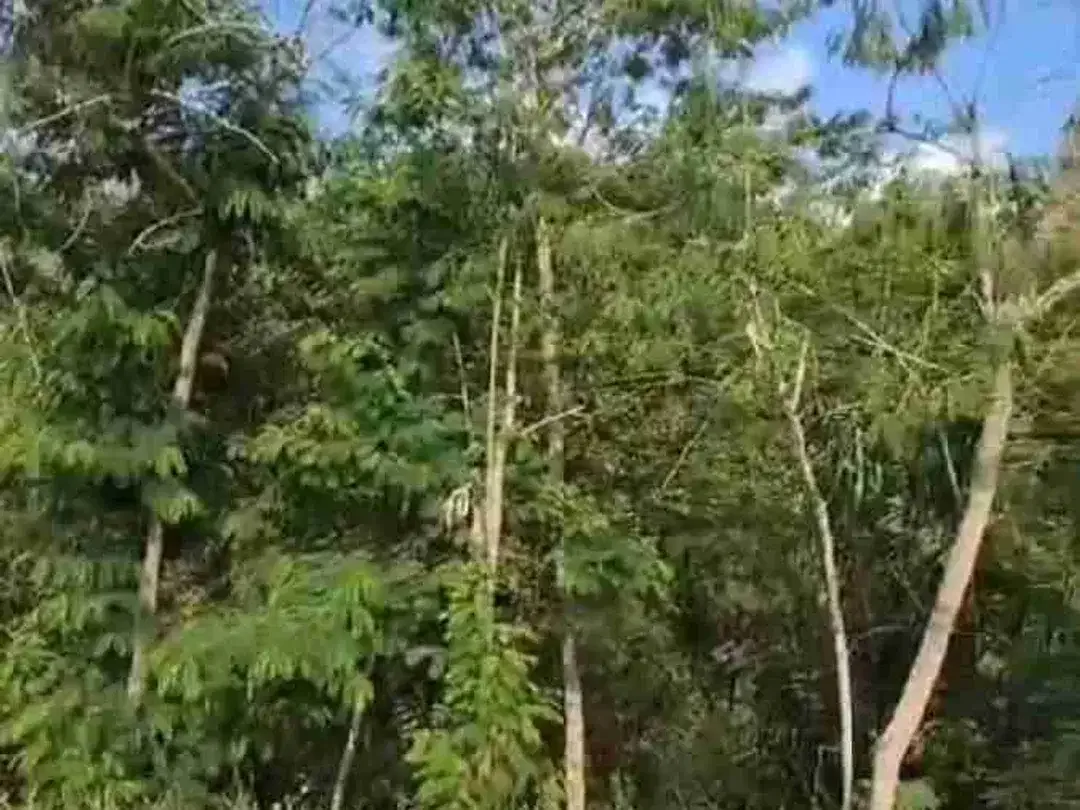 Tanah Strategis cocok untuk villa dekat Tower Turyapada - Image 9 of 10