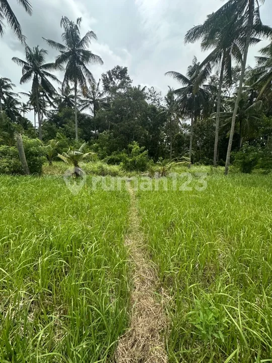 Tanah Siap Bangun Zona Kuning Lodtunduh Ubud - Image 4 of 4