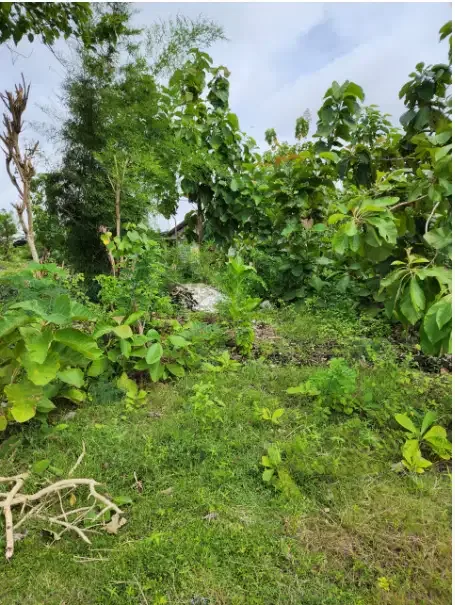 Land For Lease at Kutuh Pandawa - Image 4 of 8