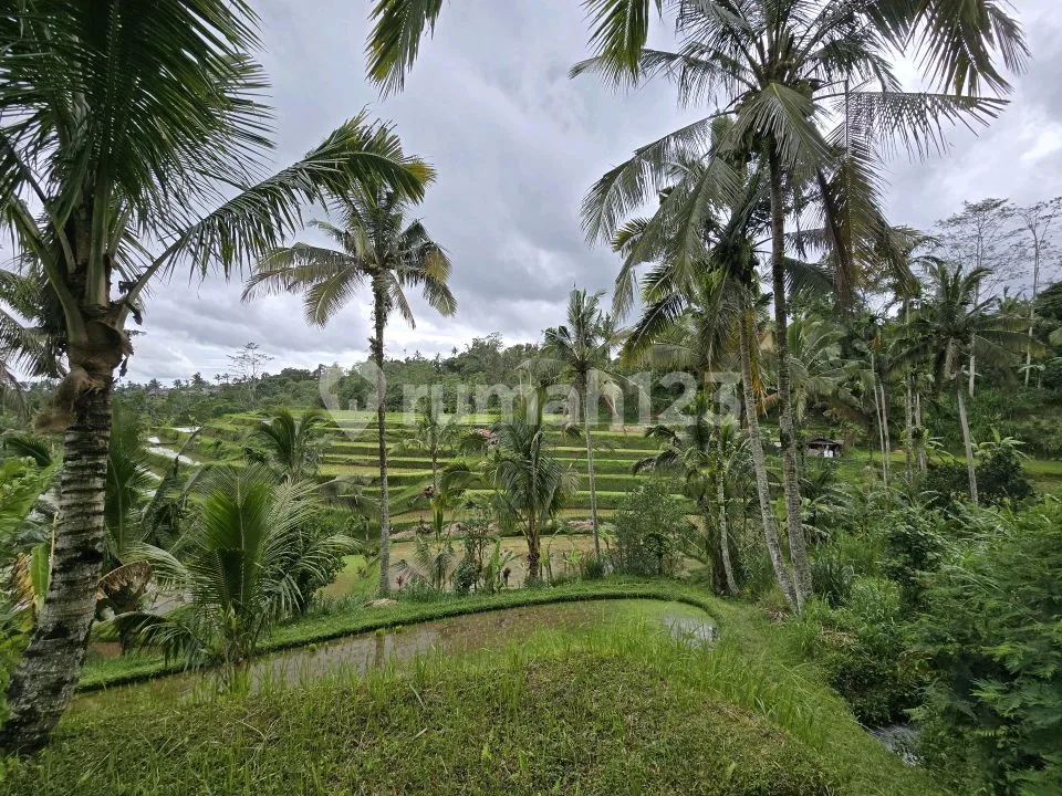 Dijual Tanah Bonus Bangunan View Sawah dan Gunung di Bali - Image 1 of 4